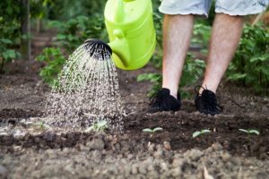 Finding a good soil is a must if you want a lively garden