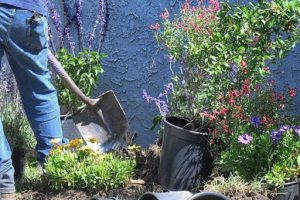 6 Landscaping Problems You Should Avoid