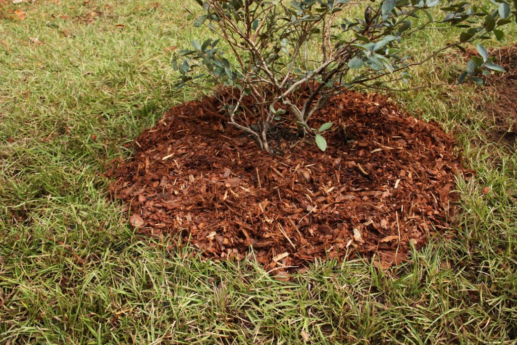 Choose Wood Chips or Shreds Over Grass Clippings