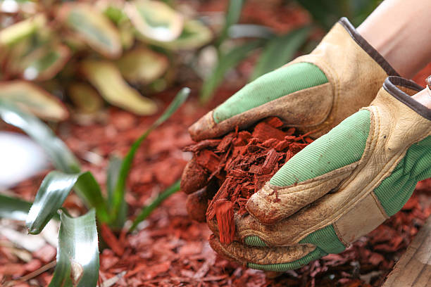 When Is The Best Time To Mulch?